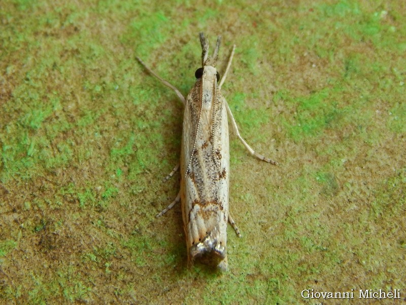 Agriphila...?